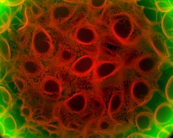 Mit rot fluoreszierendem Farbstoff markierte Zellen einer Bakterienmatte.