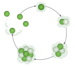 The life cycle of an organism in the model begins with a single reproductive cell. In each round, all cells divide and the daughter cells each develop into one of the different cell types. Once the organism is mature, it reproduces, with each reproductive cell (green) becoming a new organism and each somatic cell (white) dying.