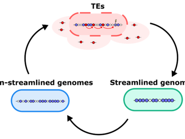 Transposable Elements: What role do they play in genome evolution?