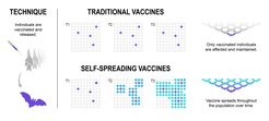 How a self-spreading vaccine could work in a bat population. Bats directly injected with a self-spreading vaccine passively spread the lab-modified viral vaccine to other bats they encounter over time (T1->T2->T3…) gradually building up population-wide immunity. In this example bats are used, but any mammal species that lives in groups could theoretically be targeted to rapidly vaccinate whole populations.