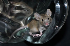 Am Beispiel der Hausmaus untersuchten die Forschenden, wie die individuelle Genetik eines Lebewesens die Zusammensetzung des Mikrobioms beeinflusst.