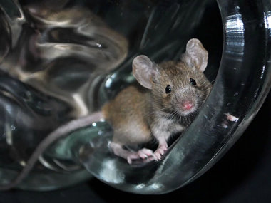 Individuelle Genetik bestimmt Zusammensetzung des Darmmikrobioms mit