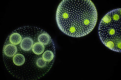Volvox daughter colonies within a Volvox mother colony.
