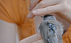 Mönchsgrasmücke mit Geolokator auf dem Rücken. Das Messgerät ist so klein und leicht, dass es den Vogel nicht behindert. Eine Fotozelle misst und speichert die Lichtintensität am jeweiligen Aufenthaltsort des Tiers. Aus den Daten lässt sich dann die Flugroute rekonstruieren.