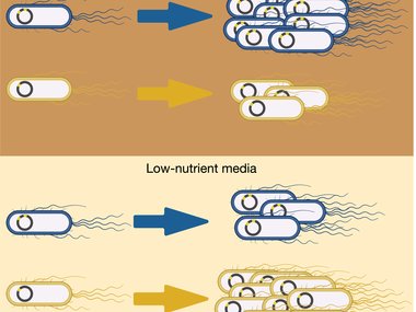 Genetic redundancy in translational components is costly under nutrient poor conditions, but beneficial under nutrient rich conditions.