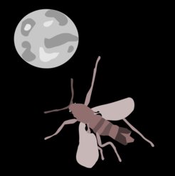 Der Lebenszyklus der Meeresmücke Clunio folgt den Mondphasen. Adulte Tiere schlüpfen nur zu Voll- und Neumond. Die Forschungsgruppe "Biologische Uhren" am Max-Planck-Institut für Evolutionsbiologie in Plön erforscht die genetische und molekulare Grundlage dieser Monduhr.