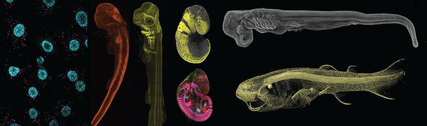 Max Planck Research Group Evolutionary Developmental Dynamics