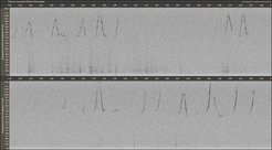 AH_F Spectogramm