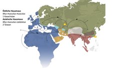 Herkunft der Östlichen und der Asiatischen Hausmaus