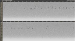 CD_F