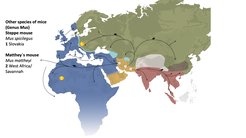 The origin of the other mouse species shown here.