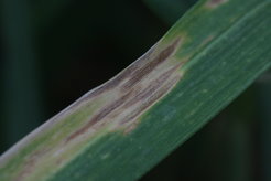 Septoria Dürre