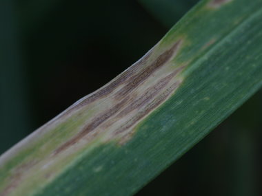 Pilzinfektionen von Nutzpflanzen bedrohen die globale Ernährungssicherheit