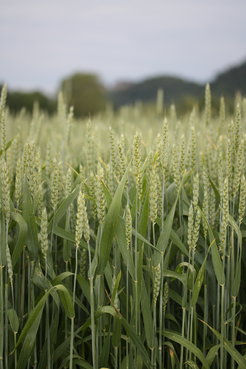Wheat