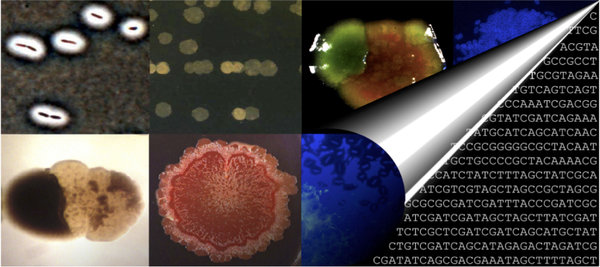 The Microbial Evolutionary Dynamics Research Group