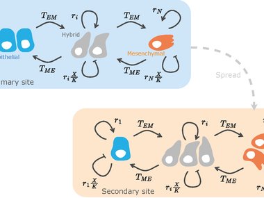 Mathematisches Modell zur Tumorheterogenität und Phänotypveränderung: Eine detaillierte Analyse.