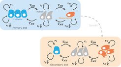 Mathematical model of tumor heterogeneity and phenotype switching: A detailed analysis.