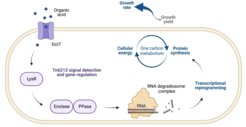 Cellular consequences of transposon manipulation of host metabolism.