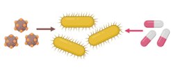 Wenn man Bakterien Phagen und Antibiotika in Kombination verabreicht, entsteht eine Patt Situation: Bakteriophagen sind Viren, die Bakterien infizieren und töten können. Bakteriophagen können in Kombination mit Antibiotika eingesetzt werden, um multiresistente Infektionen wirksam zu behandeln. Außerdem können solche Kombinationen auch eine evolutionäre Falle für Bakterien sein und so die Behandlungsresistenz verringern.