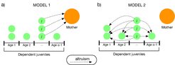 Two models of age-dependent offspring altruism. In Model 1 juveniles sacrifice their survival to enhance their mother's fecundity. In Model 2, juveniles sacrifice their survival to enhance the survival of their siblings.