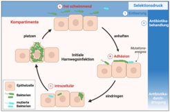 Grafische Darstellung des mathematischen Modells von Harnwegsinfektionen. Die Bakterienpopulation in der Blase wird in drei Bereiche unterteilt: (a) freischwimmend, (b) Adhäsion und (c) intrazellulär. Bakterien aus dem freischwimmenden Bereich können sich an die Blasenoberfläche anhaften und anschließend in die Epithelzellen eindringen, wodurch diese platzen und die Bakterien zurück in dem freischiwimmenden Bereich freigesetzt werden. Bakterien können zudem antibiotikaresistente Mutationen entwickeln. Selektionsdruck wird durch die Entleerung der Blase, die nur die planktonischen Bakterien betrifft, sowie durch Antibiotikabehandlungen. Letztere wirken auf alle Bakterien, jedoch können intrazelluläre Bakterien weniger betroffen sein, abhängig von der Durchlässigkeit des Antibiotikums.