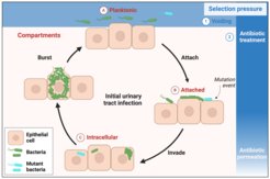 Graphical representation of the mathematical model of urinary tract infections. Bacterial population in the bladder is divided into three compartments: (a) planktonic, (b) attached, and (c) intracellular. Bacteria from the planktonic compartment may attach to the bladder surface, then invade the epithelial cells, causing the cells to burst, which releases bacteria back to the planktonic compartment. Bacteria may also acquire antibiotic-resistant mutations. Selection pressure is bladder voiding, which affects only the planktonic bacteria, and antibiotic treatment. Antibiotic treatment affects all bacteria, but intracellular bacteria may be less affected depending on the permeability of the antibiotic.