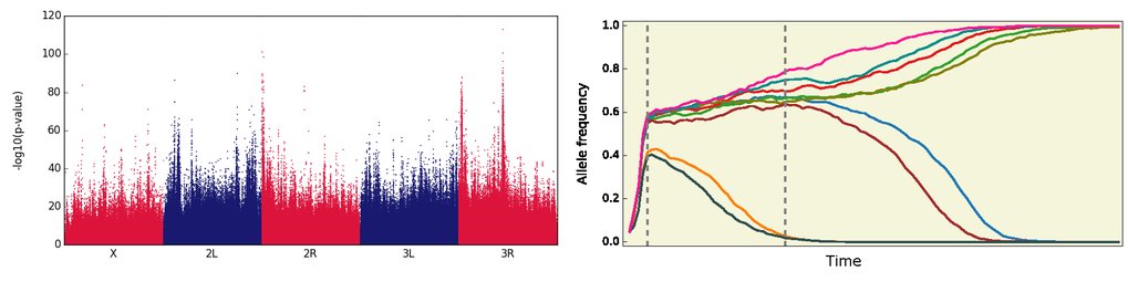 Max-Planck-ForschungsgruppeEvolution der Polygenen Merkmale