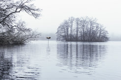 Nistrollen im Schöhsee