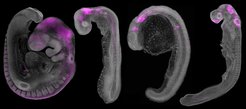 expression of MN1 (magenta) in embryos of four different vertebrate species