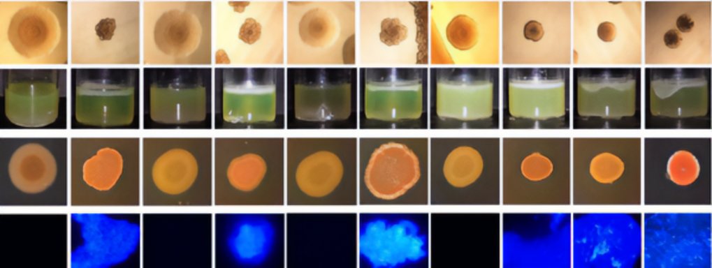 Abteilung für Mikrobielle Populationsbiologie (Rainey)
