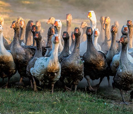 Workshop "Evolution of interacting populations"